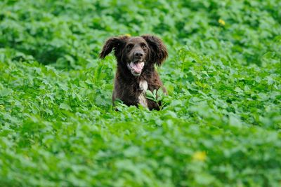 Portrait of dog on grass