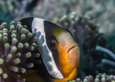 Close-up of fish in sea