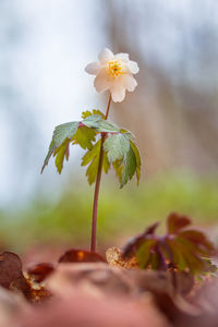 A beautiful white wood anemone growing in the spring forest.