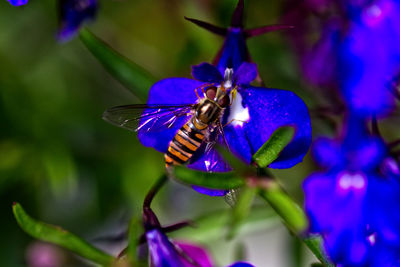 Close-up of butterfly pollinating on purple flower