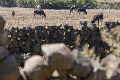 View of sheep on field