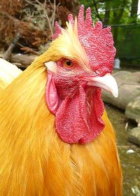 Close-up of rooster