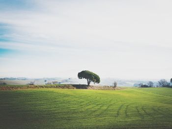 Scenic view of agricultural field against sky
