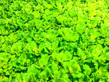 Full frame shot of plants