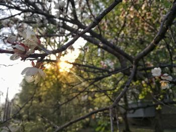 Close-up of flower tree against sky