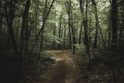 Trees growing in forest