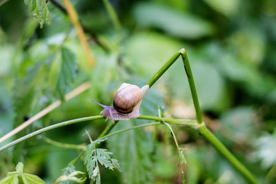 Close-up of snail on plant