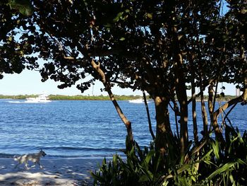 Scenic view of sea with trees in background