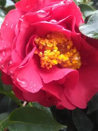 Close-up of rose blooming
