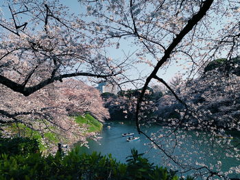 View of tree with river in background