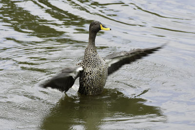 Duck swimming in a lake