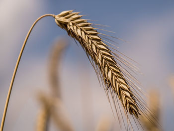 Close-up of stalks against blurred background