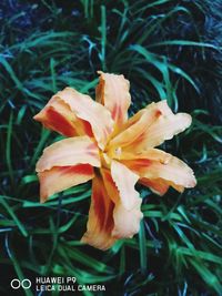 Close-up of flower blooming outdoors