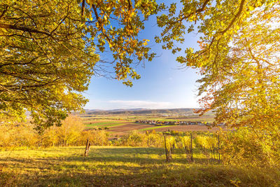 Trees on field against sky during autumn
