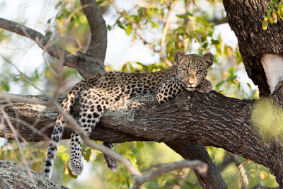 Cat sitting on tree trunk