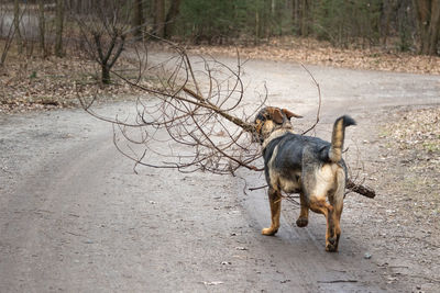 Dog running on road