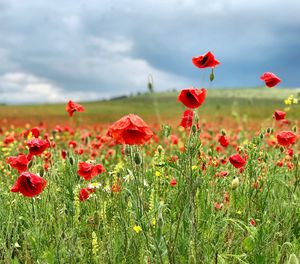 Poppies land