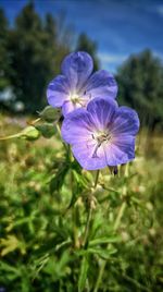 Close-up of purple flower blooming outdoors