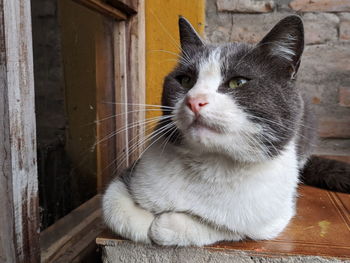 Close-up portrait of a cat looking away