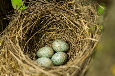 High angle view of bird in nest