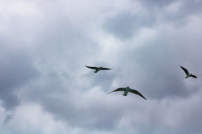 Low angle view of birds flying in sky