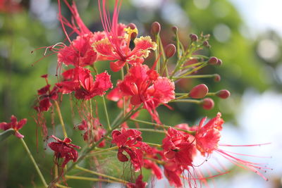 Close-up of red flowering plants