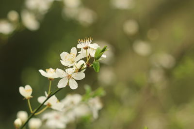 Close-up of white blossom 