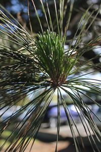 Close-up of plant