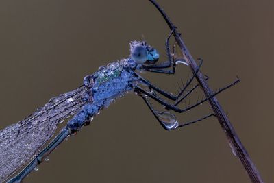 Close-up of dragonfly on twig