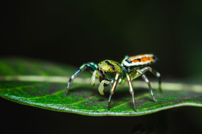 Close-up of spider