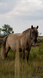 Horse grazing on field