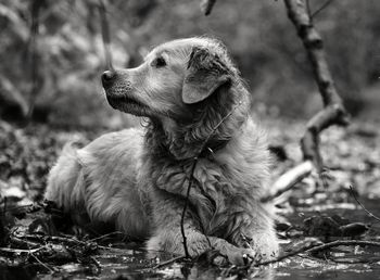 View of dog looking away