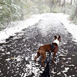 Dog standing on road