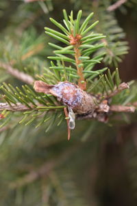 Close-up of pine tree branch