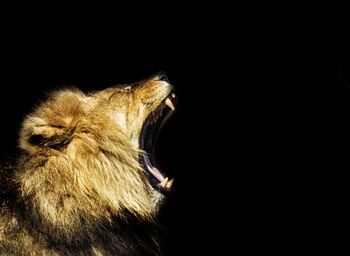 Close-up of cat against black background