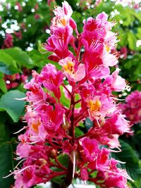 Close-up of pink flowering plant