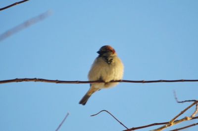 Low angle view of bird perching on twig against clear blue sky