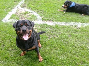 Portrait of dog on field