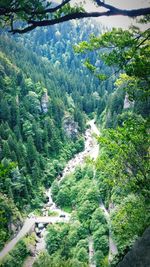 High angle view of a green forest