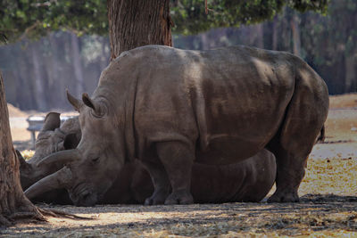 Close-up of rhino 