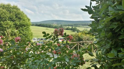 Scenic view of flowering plants and trees against sky