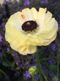 Close-up of yellow flower blooming outdoors