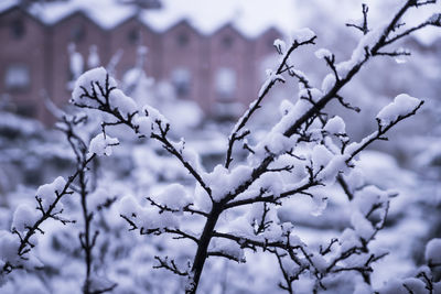 Snow in the city