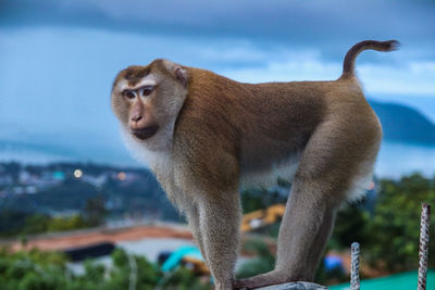 Monkey with seaview as background