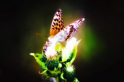 Close-up of butterfly pollinating on flower