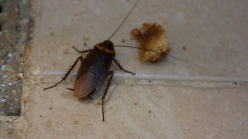 Close-up of insect on floor