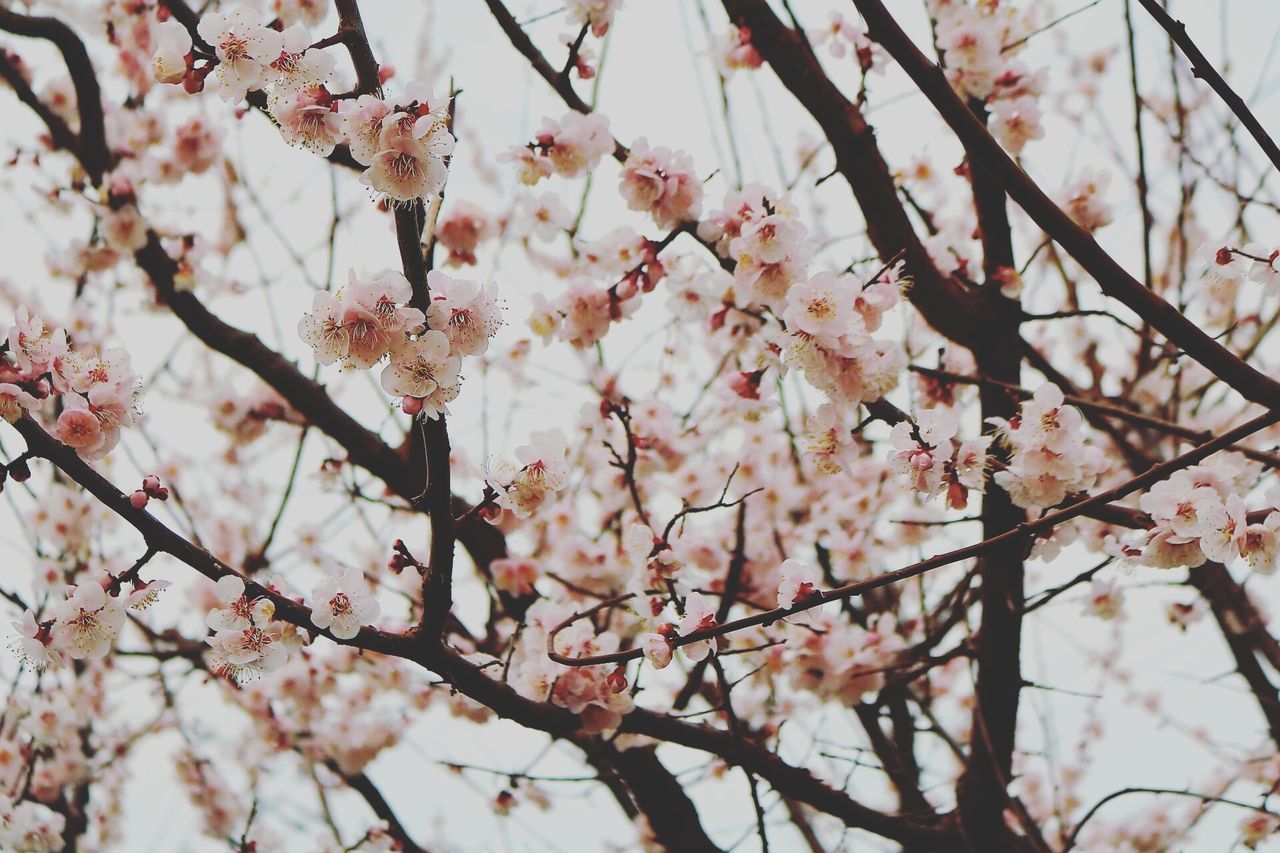 branch, tree, low angle view, flower, growth, beauty in nature, freshness, nature, cherry blossom, blossom, fragility, cherry tree, twig, springtime, sky, outdoors, season, pink color, day, in bloom