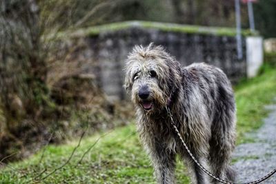 Dog in grass