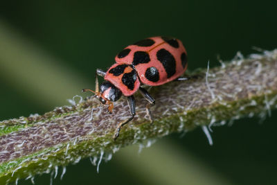 Close-up of ladybug on leaf