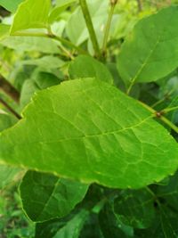 Close-up of green leaves